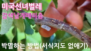 미국선녀벌레 갈색날개매미충 박멸하기 와 서식지 없애기