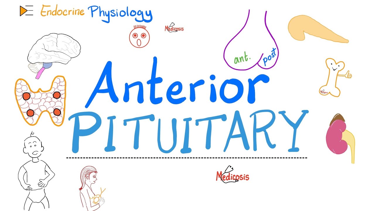 Anterior Pituitary Gland - The 10 Commandments of Endocrinology - Endocrine Physiology