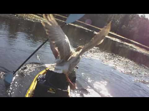 Goose Attacks Pro Kayak Angler Drew Gregory