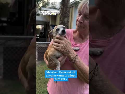 Can you help our rescue dogs⁉️🥺Link in our bio🫶 #amazon #rescuedog #chihuahua #shelter #florida