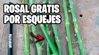 Cómo reproducir Rosales por esquejes