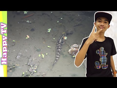 ฟีฟายแอดวานซ์