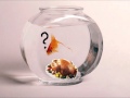 John Kongos Confusions about a Goldfish