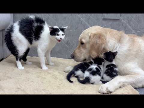 YouTube 썸네일