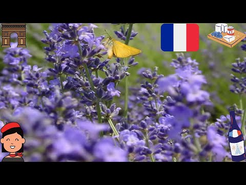 Lavendel für Frankreich/Lavande pour la France