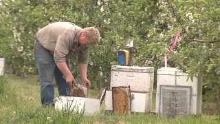 Constructing & repairing bee hives - a 'how to' video from the Honey Bee & Pollination Program