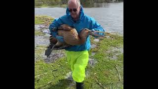 Oiled pelican rescue #3