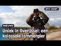 Oog in oog met een gigantische lammergier in het Vechtdal | RTV Oost