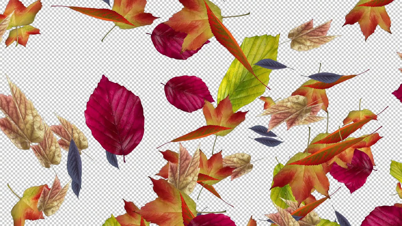 Autumn Forest Leaves Transitions