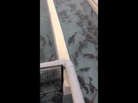 , title : 'Aquaculture Catfish Farming'