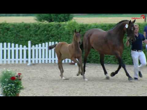 Rock for Me  x  Scolari  Lodbergen 2016