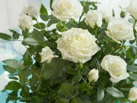 My Choice 733 - Eva Dvořáčková:  Bilé Ruze z Athen