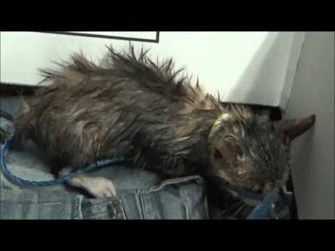 怪我した子猫を保護 野良猫を保護してみた　57日目