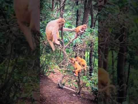 funny monkey jumping
