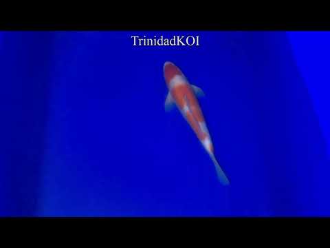 Trinidad Koi- Living Jewels Farm- Koi_9 - FljKoh 20181110