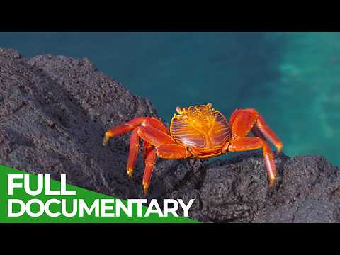 Ecuador s Wild Side: Exceptional Amazon Wildlife