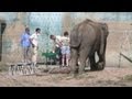 France S Death Row Elephants Move To Alpine Ranch