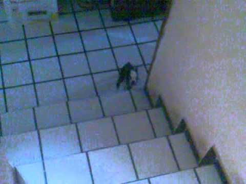 Boston Terrier - KURI - Pearl's Dream  ▲▲