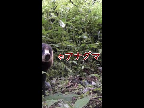アナグマの種類 - パラワン悪臭アナグマ (Mydaus Marchei)