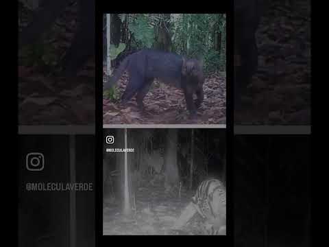 Alboreando Sueños en el Municipio del Pital - Huila 🍃