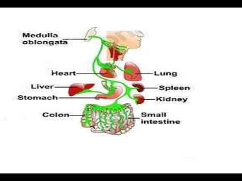 Two Minutes of Anatomy: Vagus Nerve (Cranial Nerve Ten)