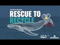 Rescue to Recycle - From rescued whale to limited edition items raising money for whale conservation