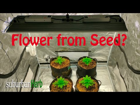 Starting seeds on 12/12 light schedule. Gdp and blue dream under the Viparspectra xs4000