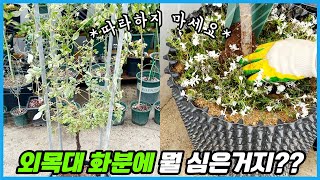 외목대 화분에 심으면 좋은 식물 하지만 아직 뇌피셜!! feat. 무늬 삼색 부겐베리아!!