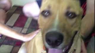 Front Door Manners: Before and After - Dog Training of Fort Myers - Patrick Logue