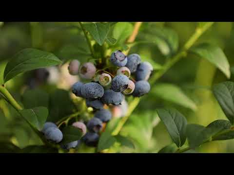 Farma Borůvka - ohlédnutí za sezónou 2021