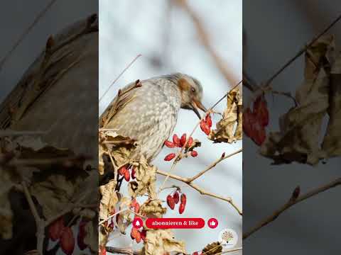 Lichtverschmutzung im Garten: Insekten und Fledermäuse effektiv schützen