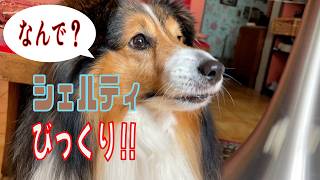 【シェルティ】びっくり！！【フランス田舎暮らし🇫🇷】#犬の散歩 #賢い犬 #犬のいる暮らし #マイペースな犬
