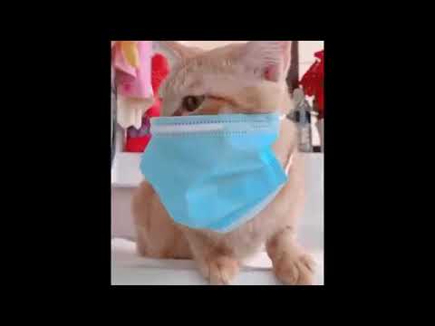 Very Very Funny Video on cats😂😂