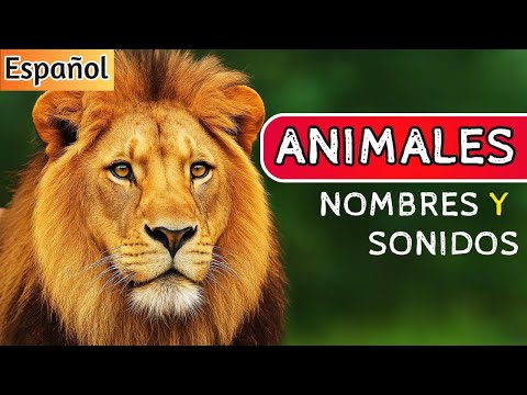 Todos los Animales Para Niños: Sonidos y Nombres | Gran video educativo para bebés y niños pequeños🦁