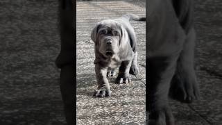 Download lagu Neapolitan Mastiff Transformation ๐ฑ | Mastino Napoletano mp3 Download lagu Neapolitan Mastiff Transformation ๐ฑ | Mastino Napoletano mp3