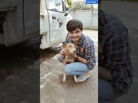 Meet blind doggos of Aashiyana They are cherishing their life fullest