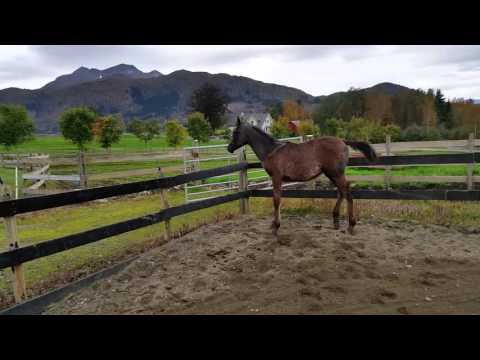 Colt SHAWARI 2015 by KAIS AL BAYDAA  - SERAFINA.