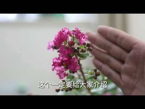 紫微花