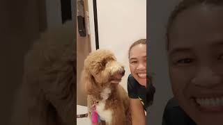 Download lagu My Buddy he very  Happy to see me #shorts #yt #subscribe @Nenethvlog mp3