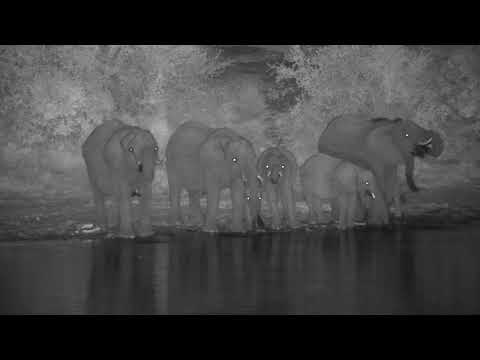 Djuma: Elephant herd - 17:54 - 06/06/20