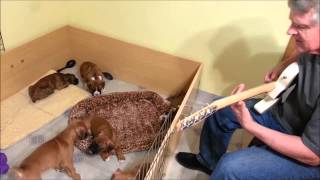 Bill Anderson casually sings Abeline To Boxer Puppies