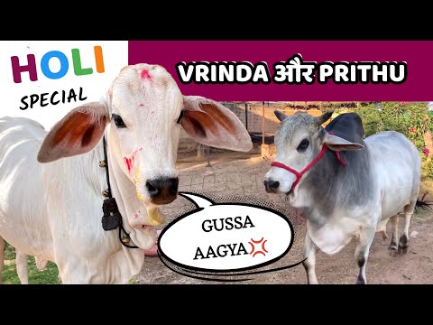 Vrinda की First Holi😍 | Prithu को Aaya Gussa 😱 | cowsblike
