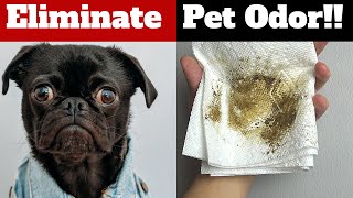 8 Tips To ELIMINATE Dog Smell From Your House!!