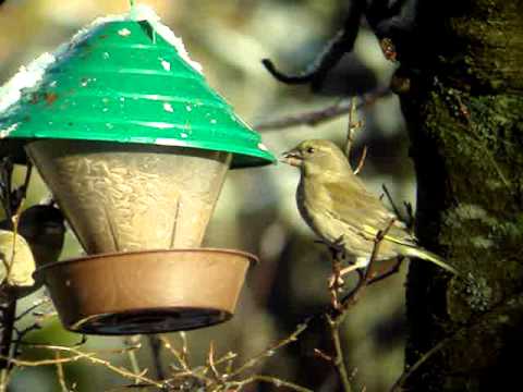 Grönfinkar vid Fågelmatning