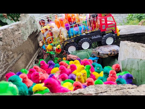 Saved Lots of Cute Chicks Behind Banana Leaves, Duck, Ornamental Fish, Brazilian Tortoise, Crocodile