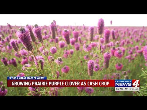 A purple carpet on the prairie: One man`s wildflower is this farmer`s cash crop
