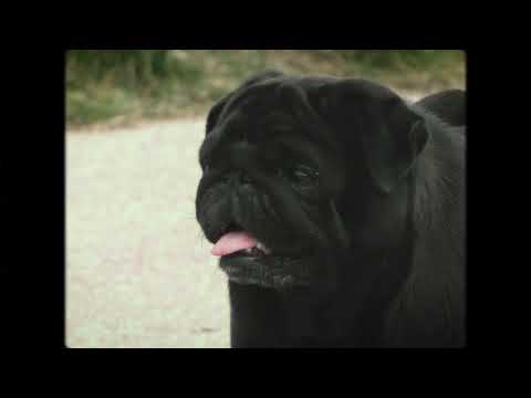 Sypek-chikungunya (mix/master. locomode)