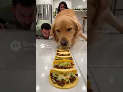 Warum er „Oh Gott“ sagte 😭🐶 🌮Hund gegen Mensch – Taco-Rennen! #lustig #Hund #süß #kurz #unglaubli...