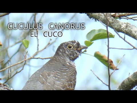 EL CUCO COMÚN/CUCULUS CANORUS