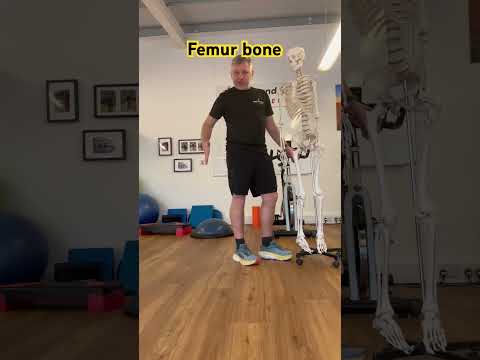 Femur bone anatomy - #femoral #fracture #physiotherapy